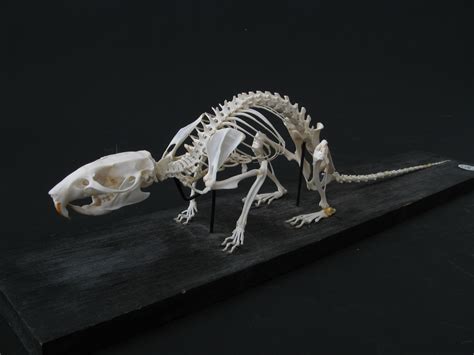 Mr Rat Structure On Pinterest Rats Skeletons And Brown Rat