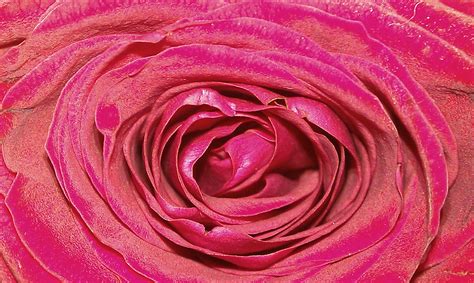 Images Gratuites Fleur Violet Pétale Rouge Rose Fermer Fermer