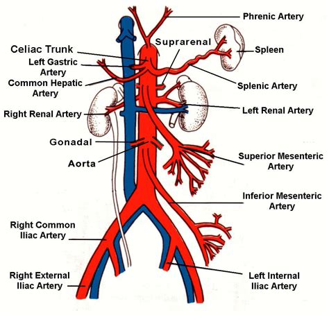 A good amount of area is covered by the abdominal wall. Abdominal Ultrasound | abdominal aorta the largest artery ...