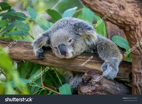Koala Sleeping Over 5341 Royalty Free Licensable Stock Photos