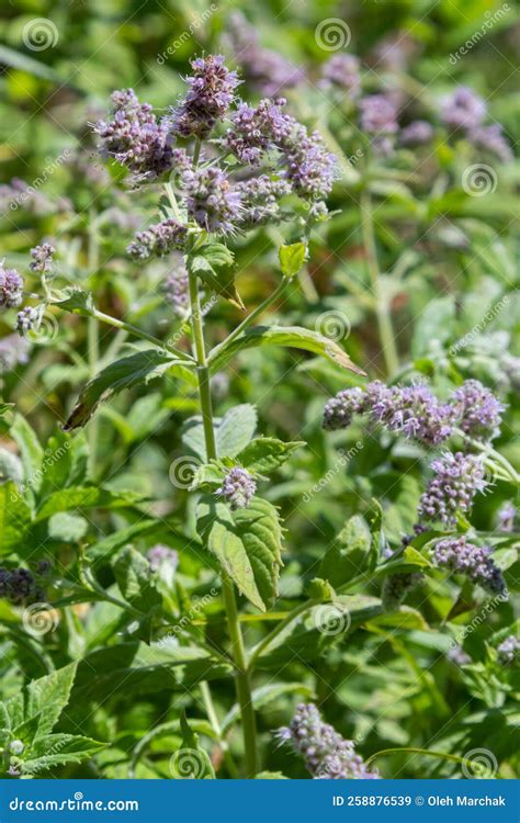 In The Wild Grows Mint Long Leaved Mentha Lonolia Stock Image