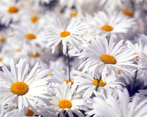 Flowers For Flower Lovers Beautiful White Flowers Wallpapers