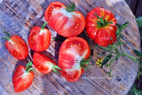 Ox heart tomatoes growing in my garden. Talkin' Tomatoes with Helene: Oxheart Tomato