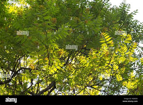 Götterbaum Chinesischer Götterbaum Ailanthus Altissima Ailanthus