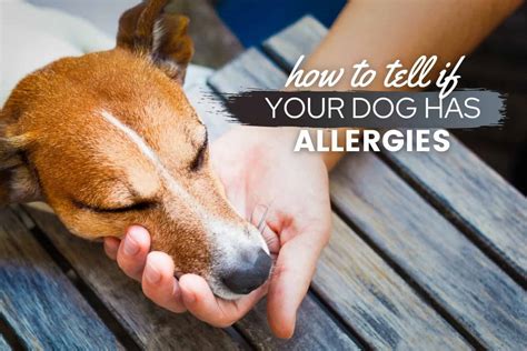 How To Tell If A Dog Has Allergies Food Skin Seasonal And More