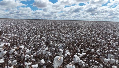Farmers Advisory Body Upbeat About Cotton Crop Situation