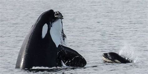 Picture Mother Orca Teaching Her Calf How To Hunt