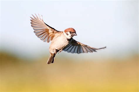 Royalty Free Sparrow Flying Pictures Images And Stock Photos Istock