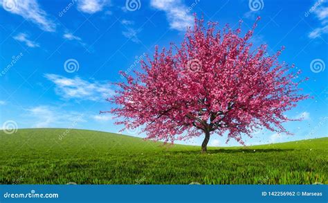 Spring Landscape With Blooming Sakura Cherry Tree Stock Photo Image