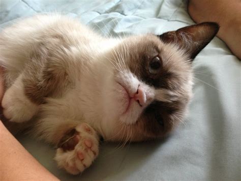 Meet Tard The Grumpy Cat 10 Pics Video Funny Animal ~ I Love Funny