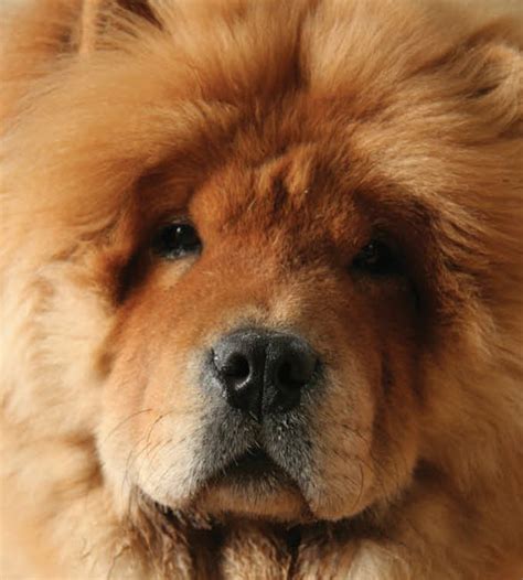 Chow Chow Goodvets