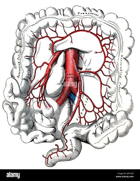 Inferior Mesenteric Artery Illustration Stock Photo Alamy