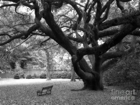 Gothic Surreal Black And White South Carolina Angel Oak Trees Park