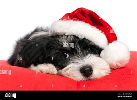 Cute Bichon Havanese Puppy Dog In Santa Hat Is Lying On A Red Cushion