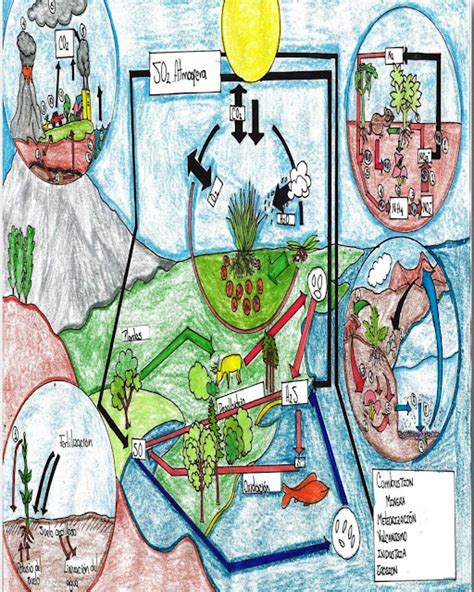 Biología Ambiental Ciclos Biogeoquímicos