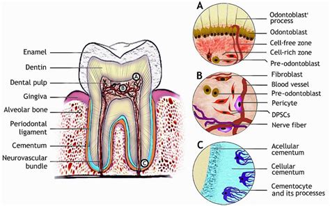 Tooth Structure And Dental Tissues With The Respective Stem Cell