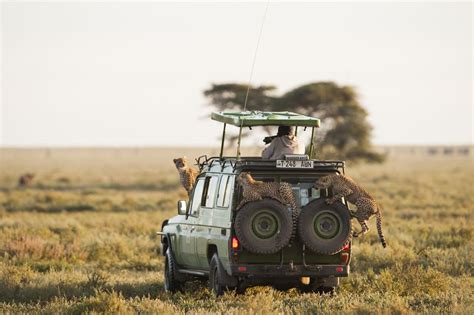 Best Time To Visit Serengeti National Park Wildebeest Migration