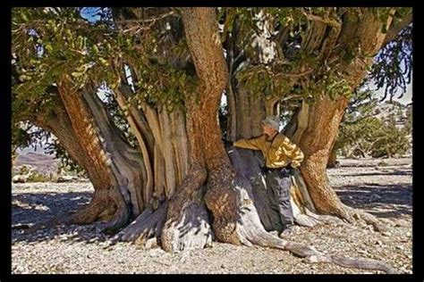 Worlds Largest Bristlecone Pine Is 4000 Years Old Located In The White