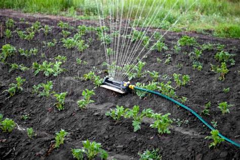 Watering Potato Plants How Often Should You Do It Planthd
