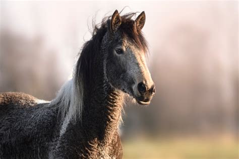 All About The Bashkir Curly Horse Breed Profile History