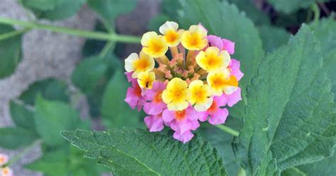 The 9 Best Full Sun Flowering Perennials For Zones 7 11 Gardeners Path