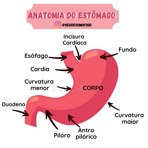Desenho De Um Estomago