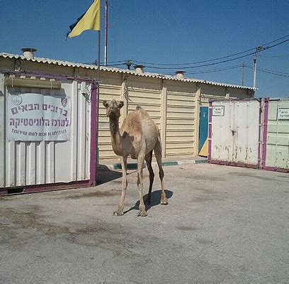 نجوم الثمانينيات يجتمعون من جديد فى عيد ميلاد المطرب علاء عبدالخالق mp3. נבי מוסא / × ×'×™ ×ž×•×¡× ×¤× ×™× ×ª × ×•×£ × ×¨×›×™×⃜×§×⃜×•× ×™×ª ×•×¦×™×•×¨×™×ª ×'×œ×' ×ž ...
