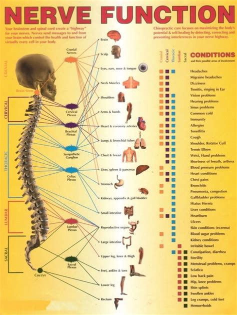 Printable Spinal Nerve Chart Printable World Holiday