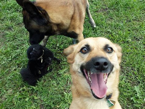 25 Funny Animals Selfies That Will Melt Your Heart Bouncy Mustard