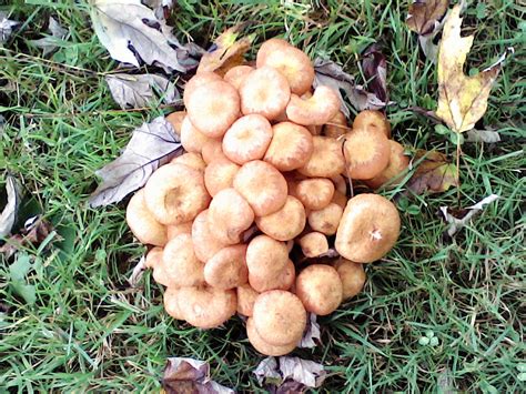 Cluster Mushrooms In My Yard 367989 Ask Extension