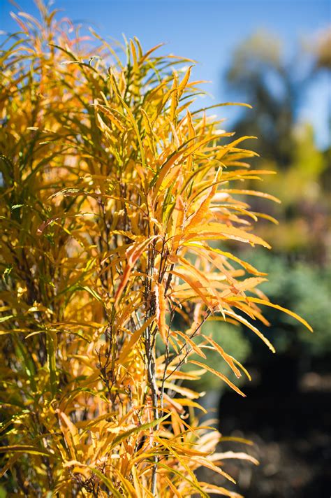 Buckthorn Fine Line Fern Leaf For Sale In Boulder Colorado