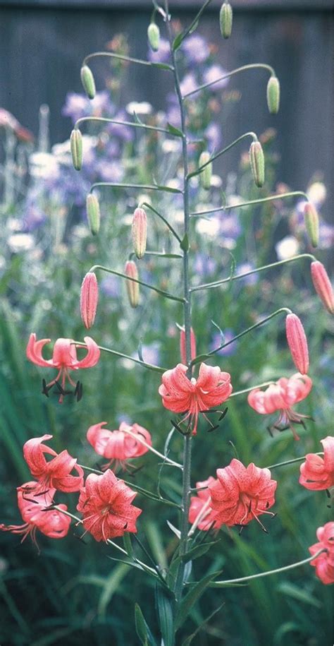 ‘eros — The Lily Garden Lily Garden Asiatic Lilies Daylily Garden