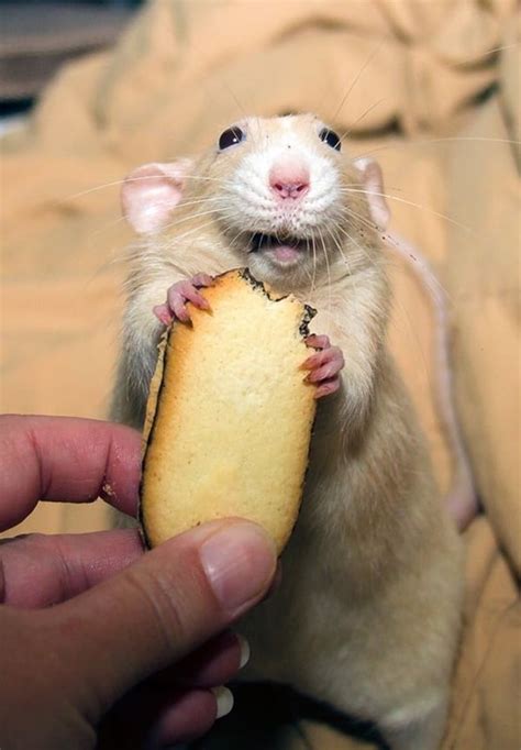 35 Captivating Rat Pictures To Make You Say A Tail And Fur