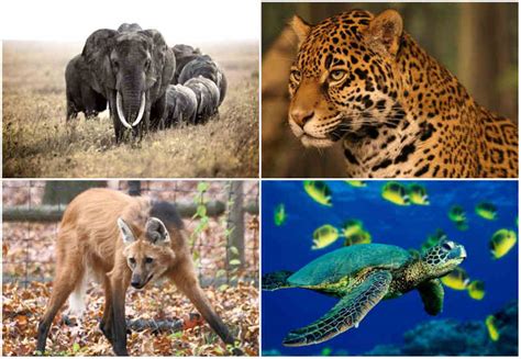 Animais ameaçados de extinção Quais os animais que estão ameaçados