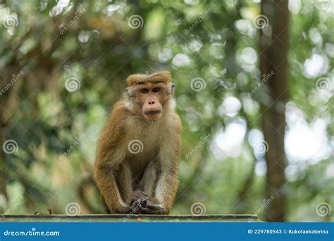 Monkey In The Jungle Natural Habitat Close Up Stock Image Image Of