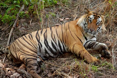 Saving The Royal Bengal Tiger In Nepal And Beyond Onlinekhabar