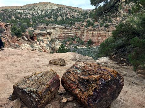 Escalante Petrified Forest State Park In Utah April 2017 Photo