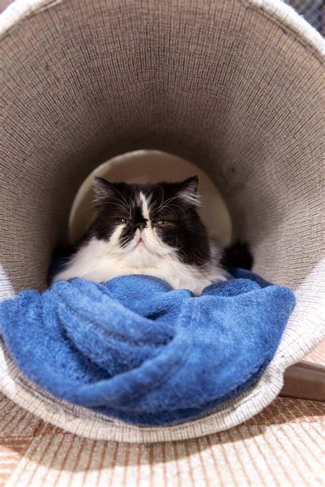 A Black And White Cat Laying On Top Of A Blue Blanket In A Round Bed