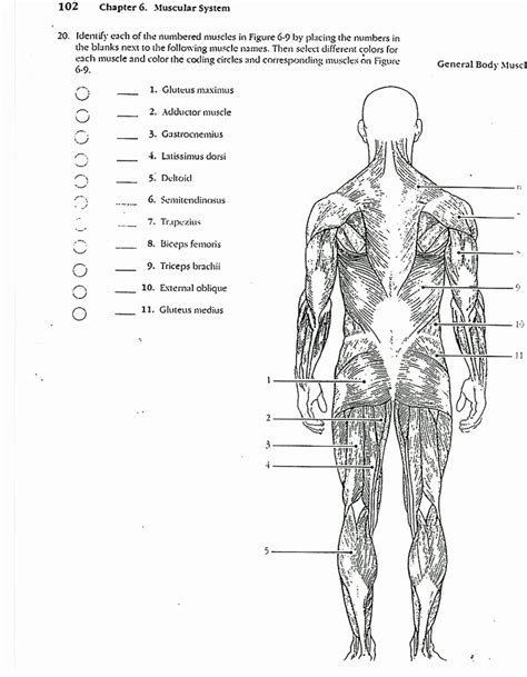 Muscle Diagram Worksheets New Muscle Diagram Worksheets Simple