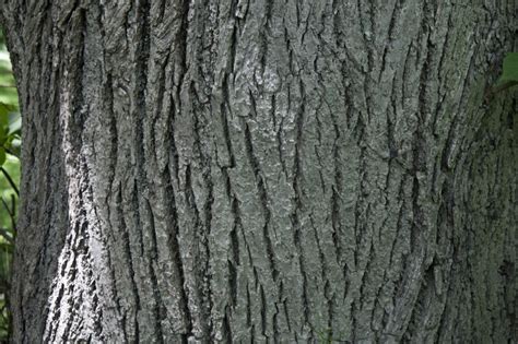 Caucasian Linden Tree Bark Clippix Etc Educational Photos For