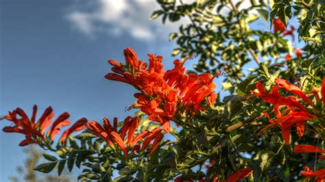 Free Images Tree Nature Blossom Sunlight Leaf Flower Orange