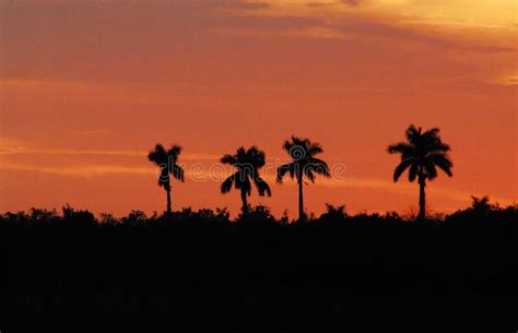 Florida Panoramic Orange Sunset With Four Palm Trees In Silhouette
