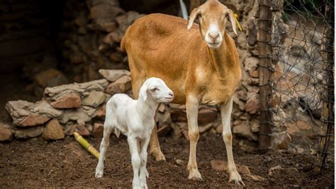 African Damara Sheep Breed New To Uk Looks Like Goat Bbc News