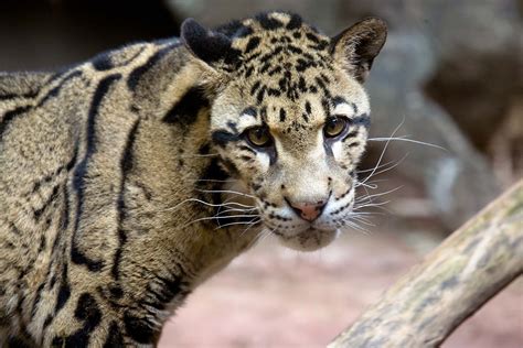 Clouded Leopard Zoo Atlanta