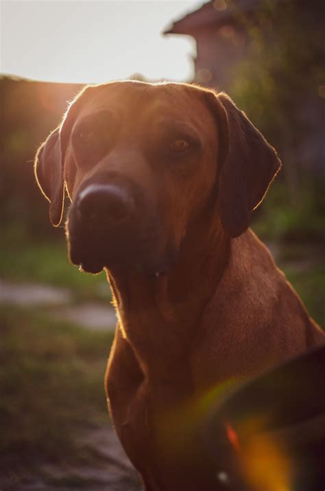 Rhodesian Ridgeback Wallpapers Wallpaper Cave