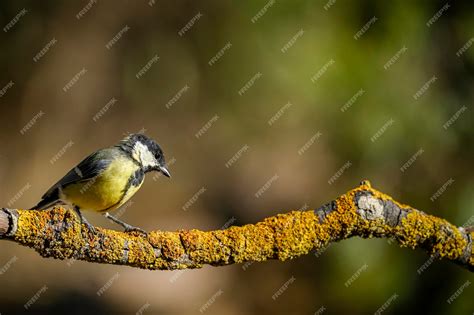Premium Photo Parus Major Or Common Chickadee Is A Species Of