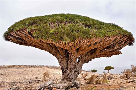 10 Of The Most Magnificent Trees In The World