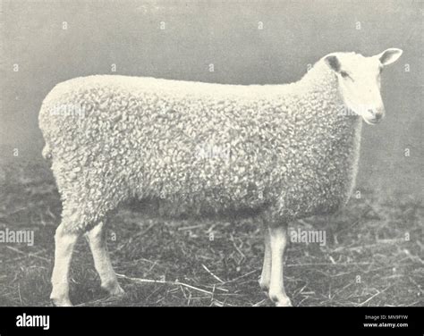 Sheep Border Leicester Gimmer Breed Champion At H And A S Show 1899