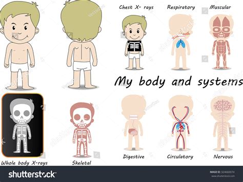 My Body Educational Medical Anatomy Chart Stock Vector 324660074 Shutterstock