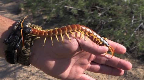 Giant Desert Centipede Breaking Trail With Coyote Peterson Animal
